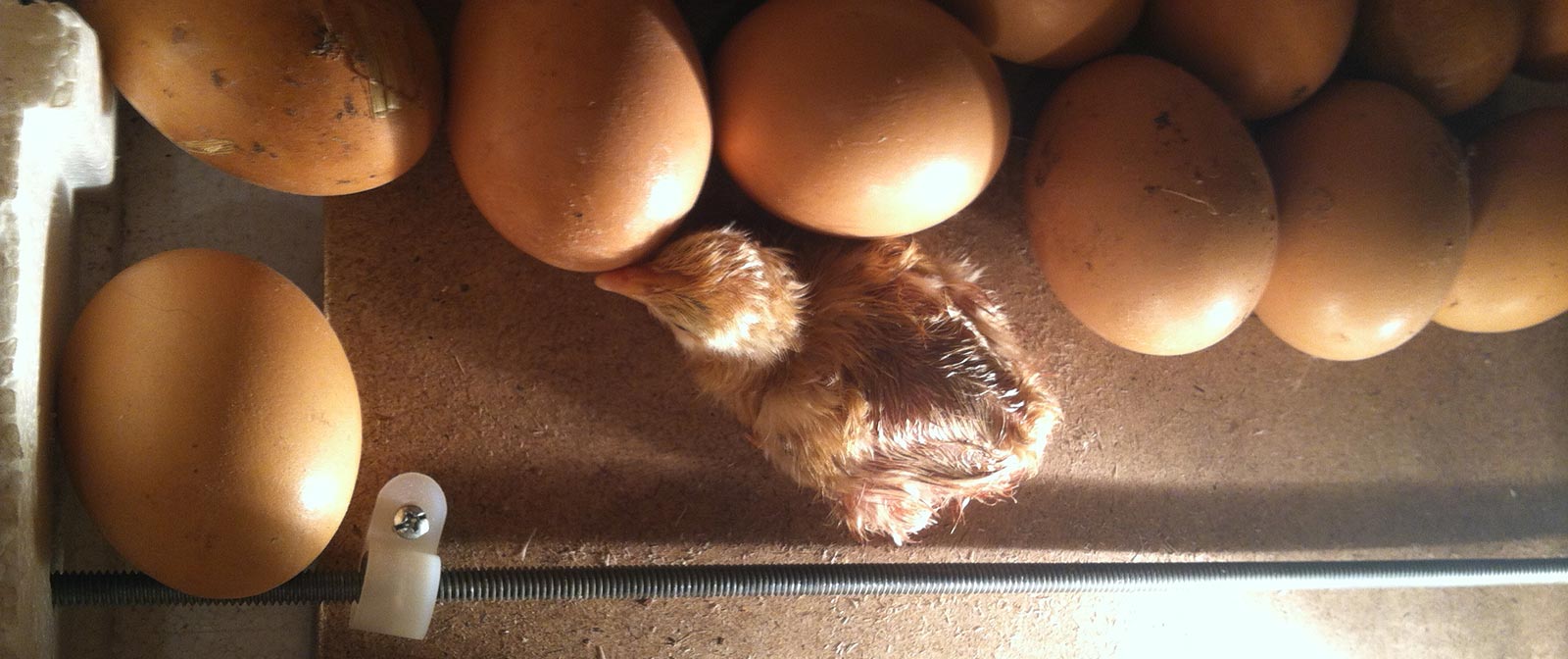 Arduino Egg Incubator Breakdown