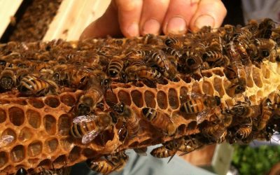 Asheville NC Bee Class with Les Crowder