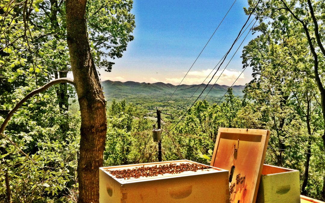 Doing my part to support Bee City USA, Asheville NC