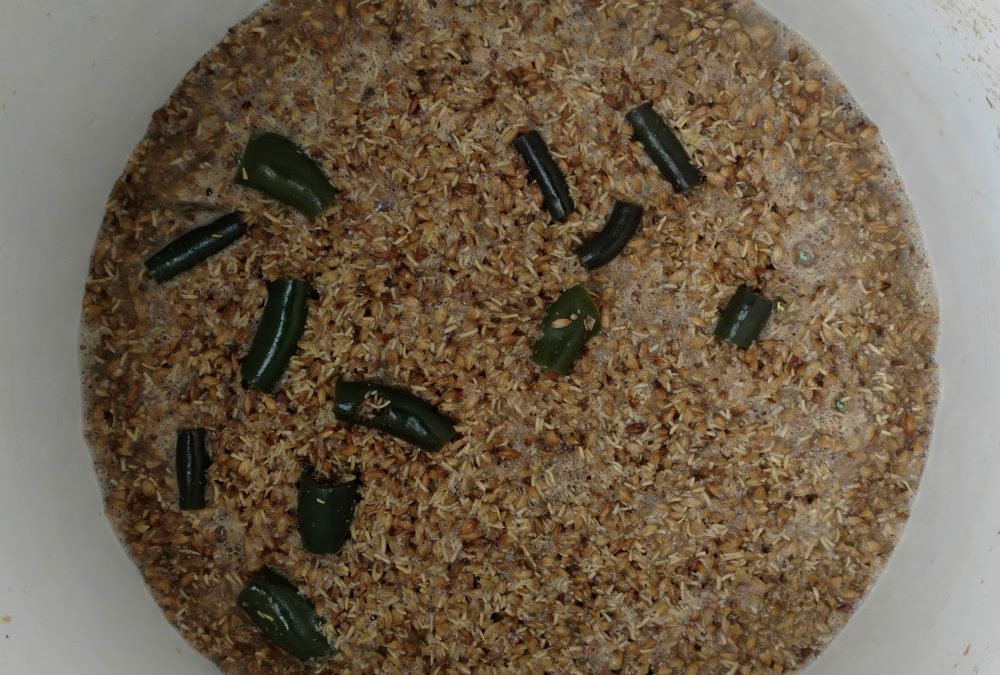 Take it to 11 Jalapeno IPA