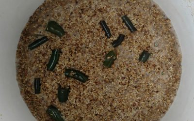 Take it to 11 Jalapeno IPA