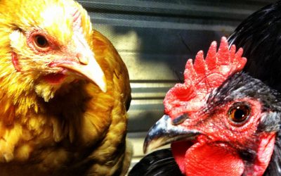 Boom Chicka Boom, Backyard Chickens